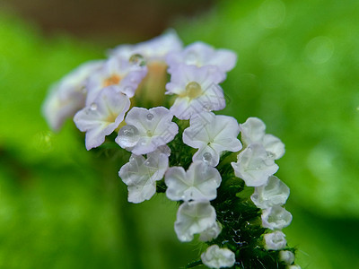 具有自然背景的 Sangketan植物植物群荒野花园转盘叶子历史草本植物紫色图片