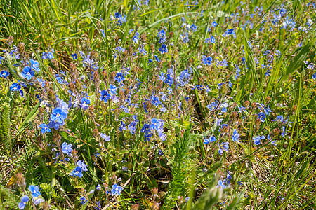 草地上美丽的草原蓝色花朵图片