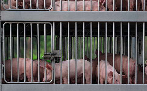 从农场到屠宰场的卡车运输中的猪头治疗权利寄生虫动物载体工厂栅栏危险家畜金属图片