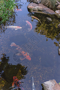 美国得克萨斯州达拉斯附近的水花园 有园林美化岩石和多彩的科伊鱼动物鲤鱼绘画宠物文化橙子池塘淡水艺术财富图片