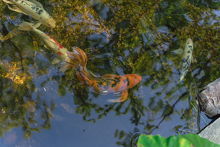 在美国得克萨斯州达拉斯附近的植物园的清水池中游来游去百合动物艺术鲤鱼绘画绿化热带池塘装饰品财富图片