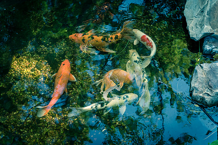 美国得克萨斯州达拉斯附近的水花园 有园林美化岩石和多彩的科伊鱼热带淡水装饰品水族馆绘画财富锦鲤植物园鲤鱼主题图片