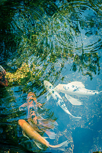 在美国得克萨斯州达拉斯附近的植物园中干净的池塘里游来游去的美甲鱼热带财富鲤鱼文化宠物园林橙子水族馆艺术动物图片
