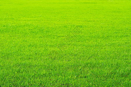 园艺背景中的绿色绿草 自然新鲜的青草图片