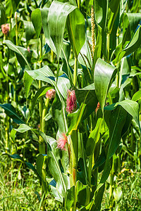 绿玉米种植场的阳光照亮 农业田地上绿色玉米的细节收成叶子环境玉米芯谷物场地季节生长农场植物图片