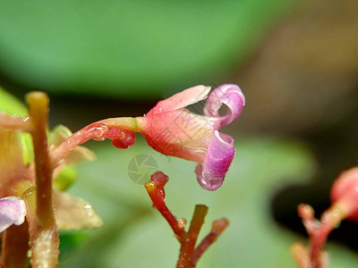 粉红色康乃馨具有自然背景的恒星果花 印度尼西亚称其为青春或清凉叶子乐园异国紫色农业花园粉红色甜点情调食物背景