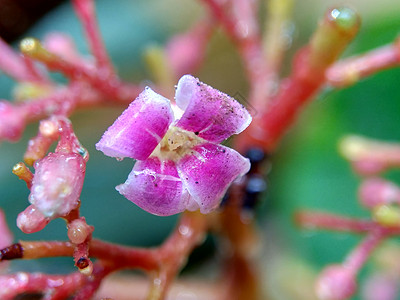 粉红色康乃馨具有自然背景的恒星果花 印度尼西亚称其为青春或清凉叶子粉红色星星农业食物情调异国甜点紫色热带背景