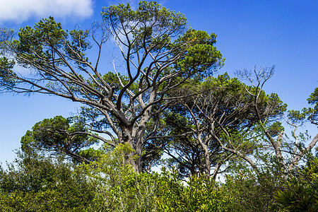 开普顿植物园的南非大树全景天气花园森林旅游荒野衬套热带树木植物群图片