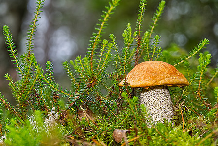 生长在绿色苔藓中的可食用的橙盖蘑菇 在森林里采摘蘑菇 欧洲北部森林中的食用菌帽子食物橙子菌类植物橙色桔皮荒野饮食宏观图片