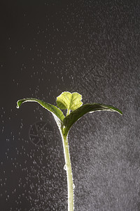 雨水降在树上黄豆幼苗叶子农业植物摄影脆弱性生长黑色图片