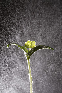 雨水降在树上农业生长叶子黑色摄影植物黄豆幼苗脆弱性图片