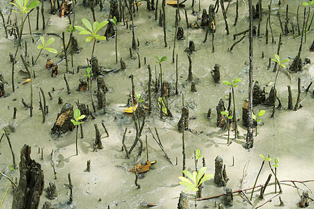 无标题环境水平气根热带叶子生物学摄影沼泽湿地植物图片