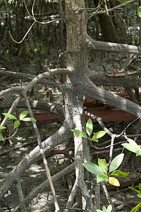 无标题红树林环境生物学植物热带叶子气候湿地摄影生长图片