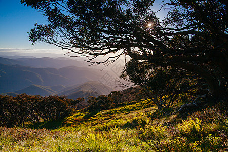 Mt Buller 日落视图 澳大利亚太阳日落花朵国家首脑天空乡村薄雾丘陵图片