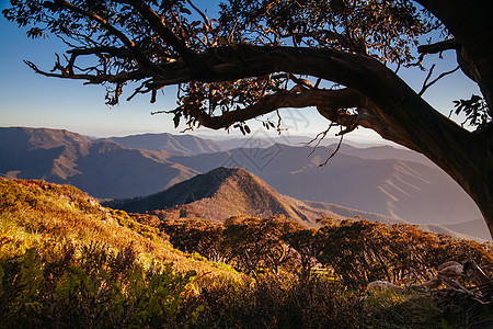 Mt Buller 日落视图 澳大利亚花朵首脑国家薄雾乡村天空丘陵太阳日落图片