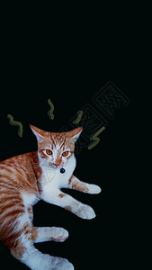 黑背景和复制空间上的一只猫耳朵惊奇鼻子哺乳动物紫色朋友们橙子晶须动物眼睛图片