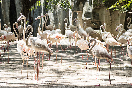 火烈鸟群站在泰国曼谷 泰语热带荒野旅行野生动物火烈鸟池塘羽毛红色团体白色背景图片