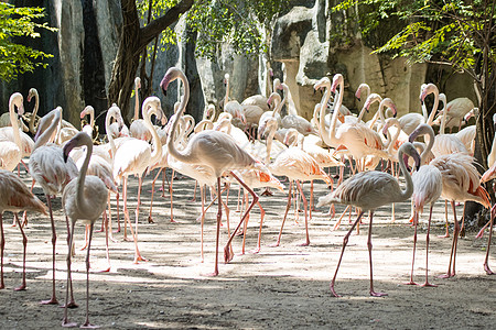 火烈鸟群站在泰国曼谷 泰语野生动物火烈鸟羽毛红色白色热带旅行荒野团体池塘背景图片
