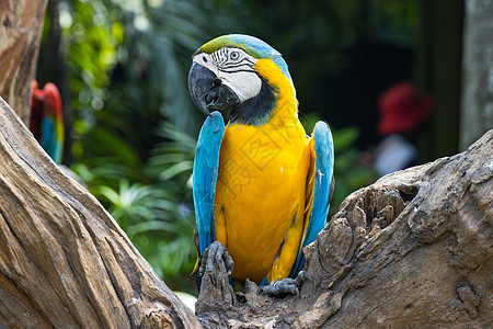 特写一个分支上的蓝色和黄色Macaw公园森林金刚鹦鹉金子荒野羽毛绿色情调宠物异国图片