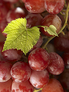 葡萄叶子浆果收成季节性团体白色农业绿色红色水果图片
