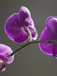 兰花热带植物粉色植物学植物群背景图片