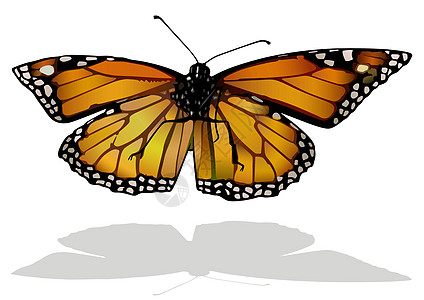 美王蝴蝶君主野生动物阴影龟甲插图橙子动物翅膀脆弱性昆虫图片