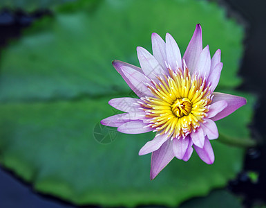 紫色莲油池塘绿色植物群花瓣植物图片