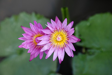 莲花花绿色植物群池塘花瓣植物图片