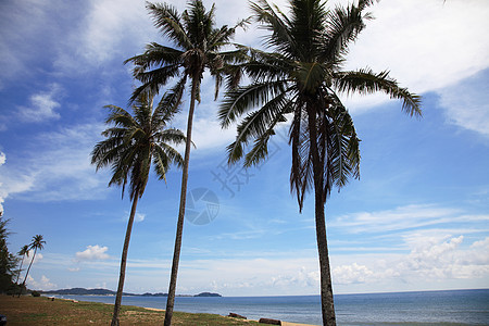 海边天空太阳蓝色天堂海洋棕榈晴天椰子海岸海滩图片