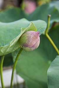 莲花花池塘绿色植物群植物花瓣图片