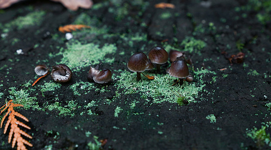 陶塔托毒蘑菇和苔图片