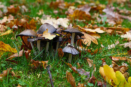 秋叶时的陶瓷毒蘑菇菌类树叶季节殖民地棕色橡木地面黄色蘑菇生长图片