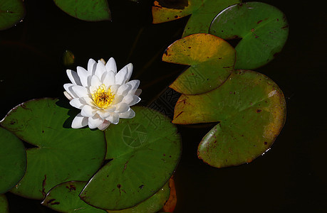 在池塘里贴上白水百合花图片