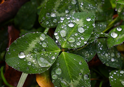 绿树叶上的雨或露珠落下绿色树叶雨滴季节图片