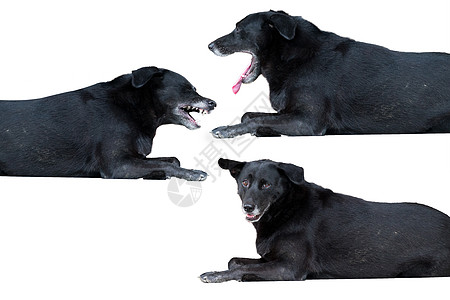 流浪狗铺设宠物奶源黑色犬类动物白色小狗图片
