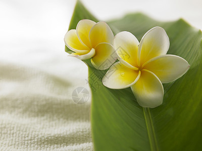 白色黄色freangipani花瓣植物群鸡蛋花风格装饰异国毛巾叶子热带植物图片