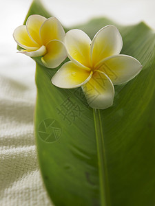 白色黄色freangipani植物热带温泉叶子装饰植物群异国风格情调鸡蛋花图片