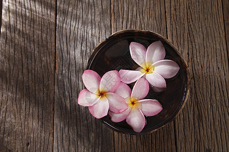 粉红色freangipani鸡蛋花芳香疗法花朵植物热带花瓣温泉团体木头图片