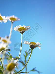 菊花花洋甘菊叶子蓝色风景天空场地墙纸太阳生态生长图片