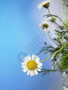 菊花花雏菊阳光季节蓝色甘菊生长太阳叶子场地洋甘菊图片