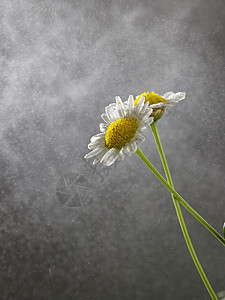 雨滴在菊花上洋甘菊花瓣植物群黄色花粉白色草地植物绿色甘菊图片