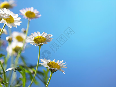 菊花花叶子墙纸蓝色洋甘菊季节太阳天空生态植物风景图片