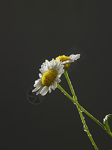 白色的雏菊两朵菊花园艺白色宏观雏菊花园黄色植物群花瓣植物黑色背景