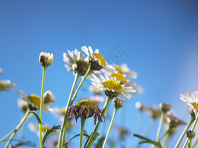 菊花花蓝色墙纸叶子甘菊雏菊阳光太阳生态季节风景图片