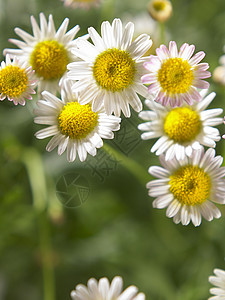 菊花花场地甘菊天空洋甘菊叶子植物蓝色雏菊生长季节图片