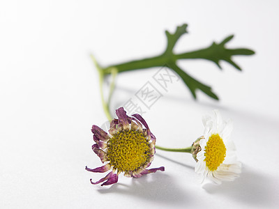 驴子蓝色植物生长洋甘菊阳光墙纸天空风景太阳场地图片