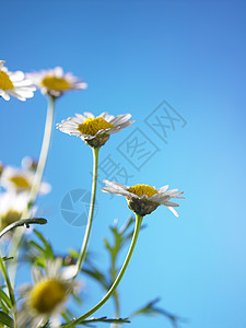 菊花花墙纸风景场地生态蓝色季节甘菊洋甘菊植物雏菊背景图片