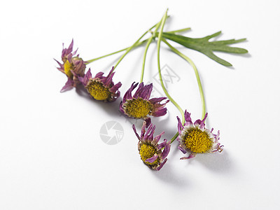 驴子甘菊阳光季节植物生态天空雏菊风景蓝色洋甘菊图片