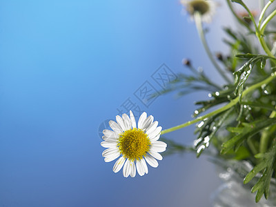 菊花花蓝色风景太阳天空阳光场地甘菊季节植物叶子图片