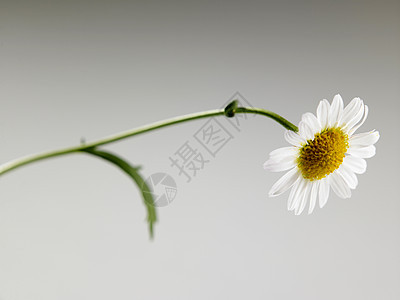 菊花花花粉植物群洋甘菊花园绿色甘菊草地白色黄色植物图片